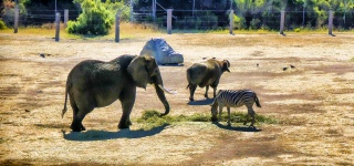 Zebra, elefante e bufalo indiano