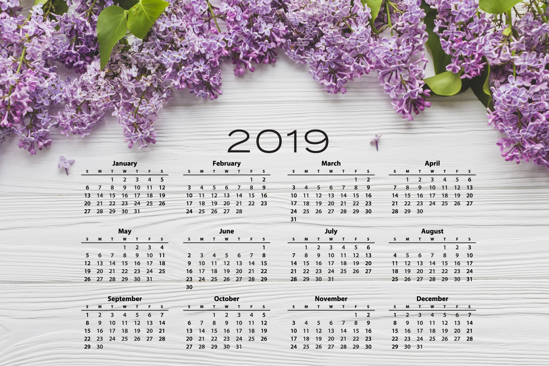 2019-calender-lilac-flowers-free-stock-photo-public-domain-pictures