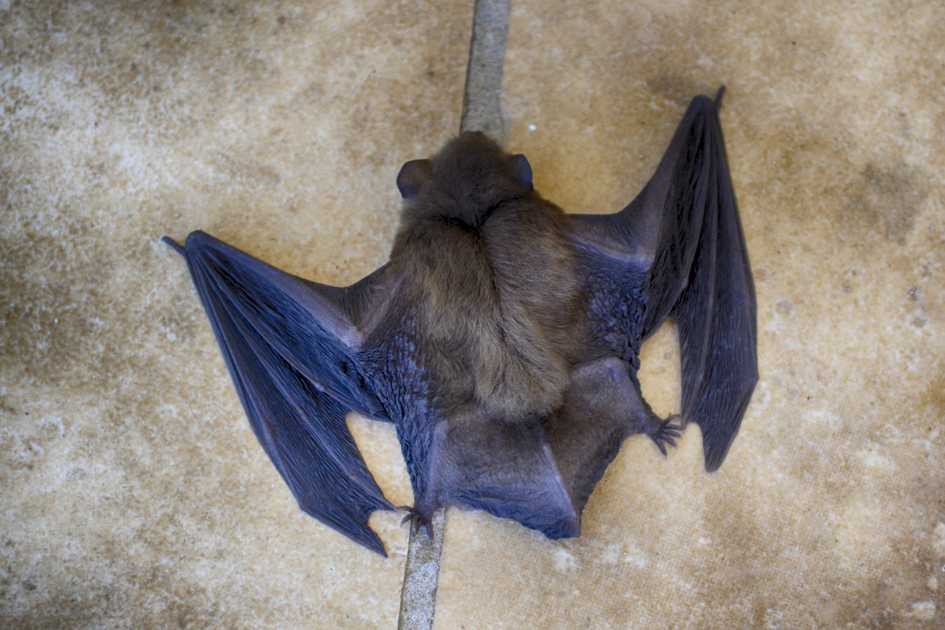 Bats 101