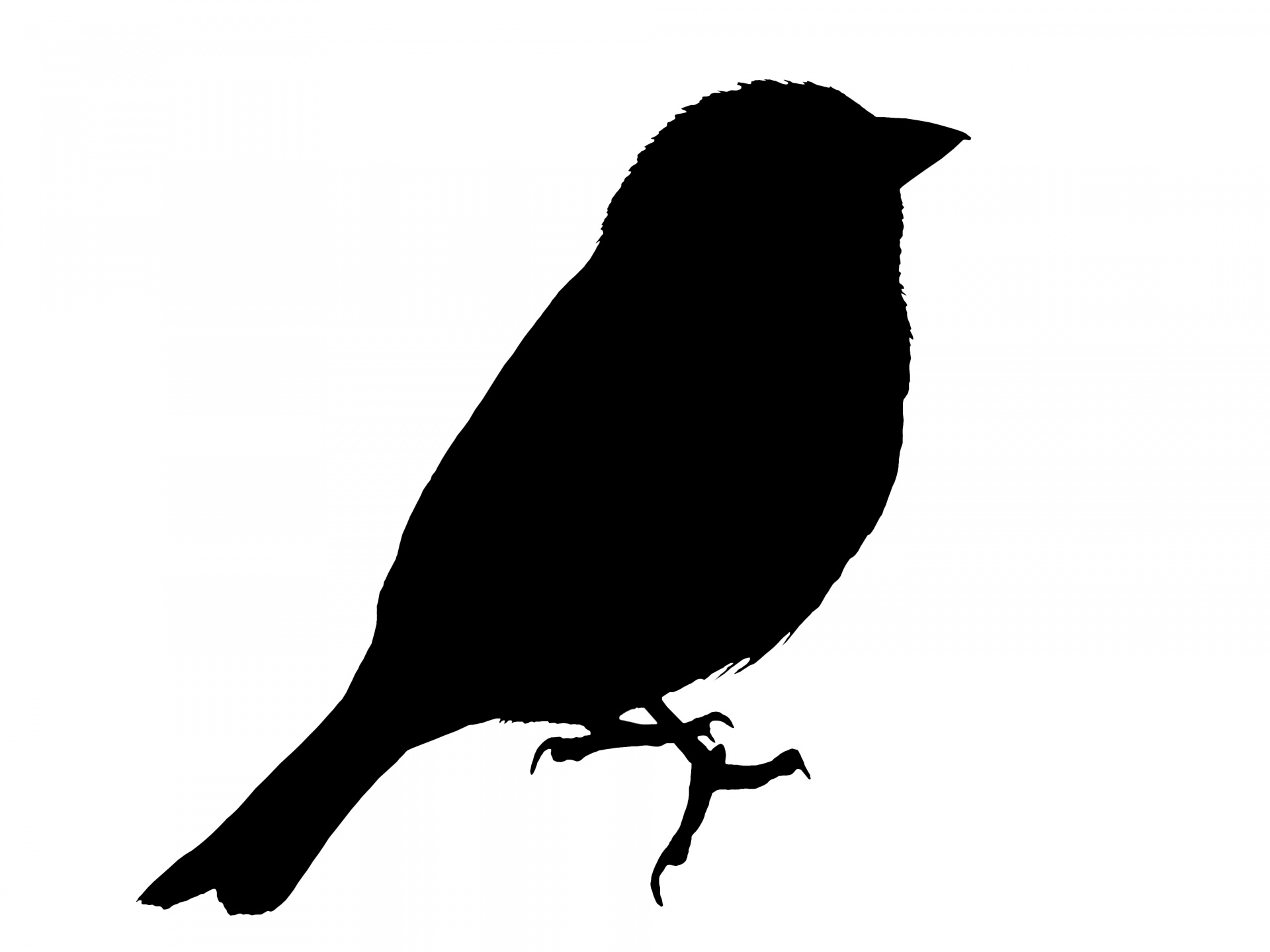 Download Bird Silhouette Sparrow Clipart Free Stock Photo - Public ...