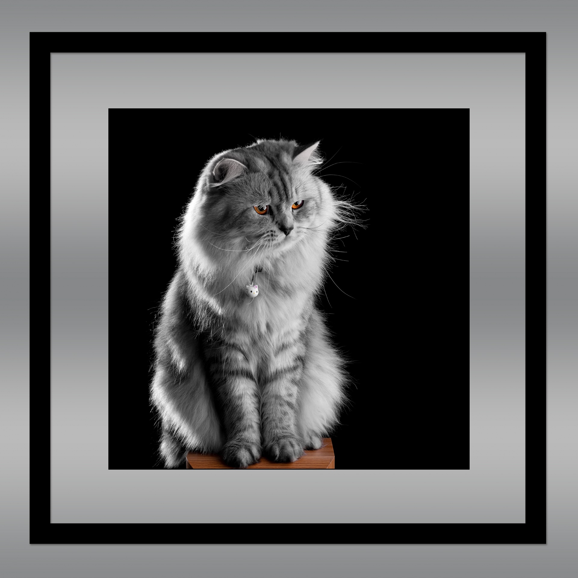猫灰色蓬松框架