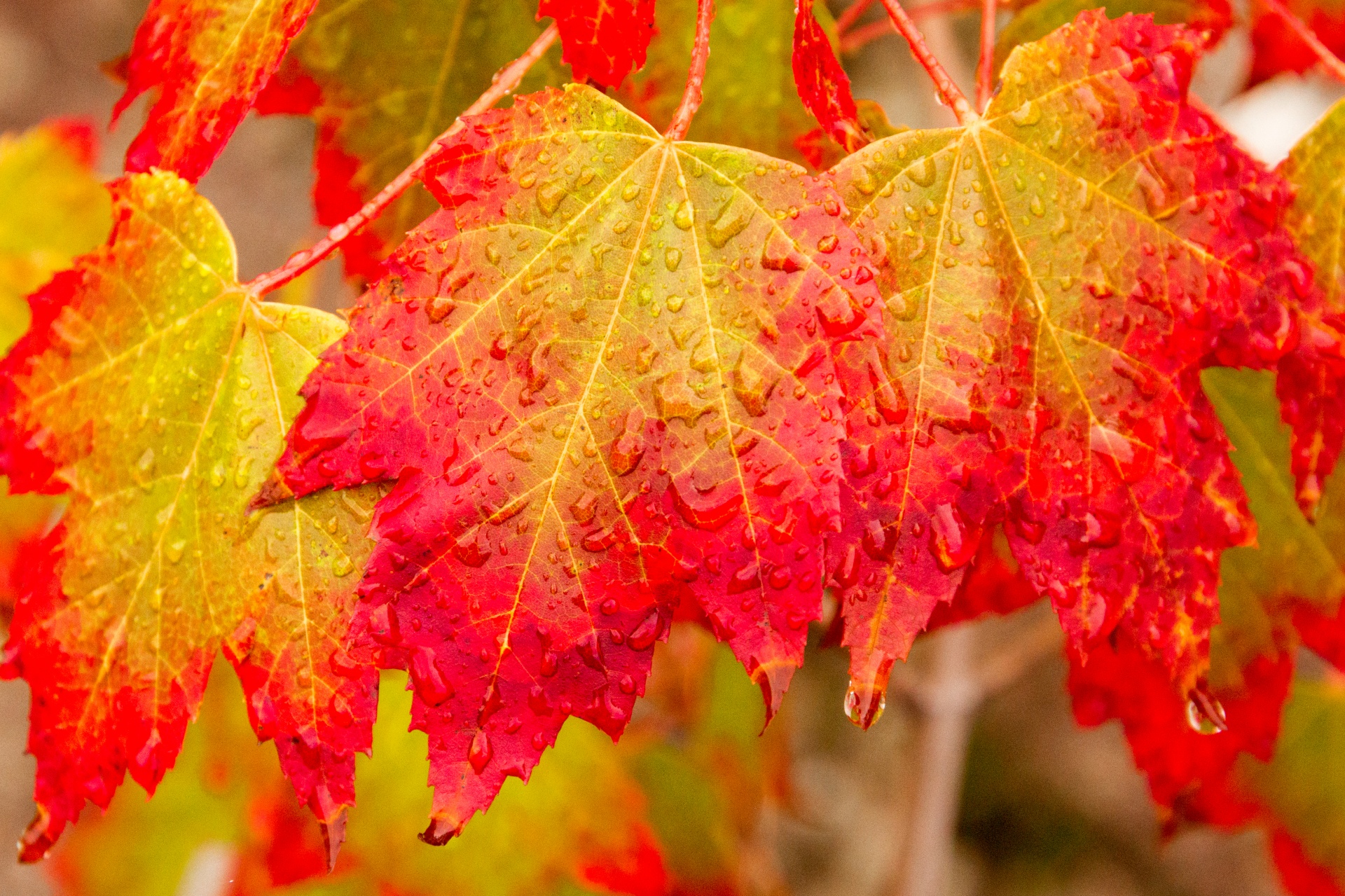 colorful-autumn-leaves-free-stock-photo-public-domain-pictures