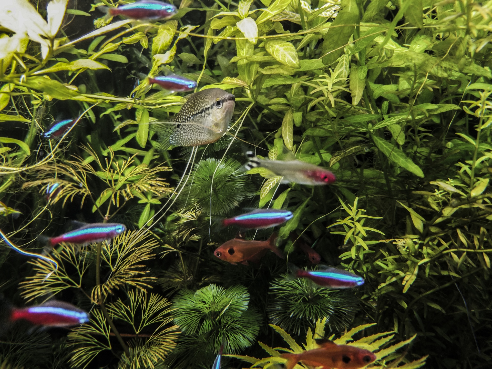 Community Fish Tank How to choose compatible fish for your community aquarium