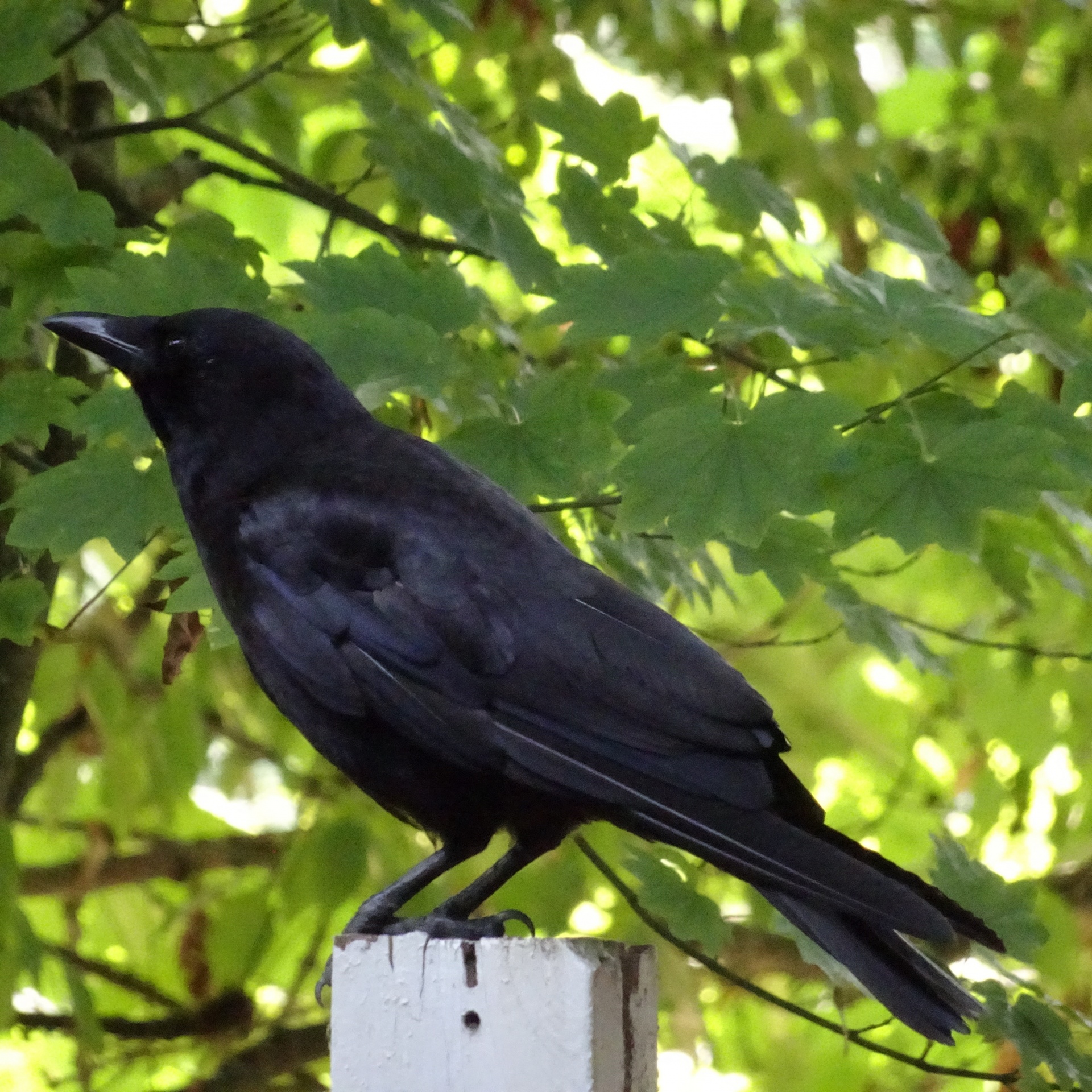 crow-on-a-post-free-stock-photo-public-domain-pictures