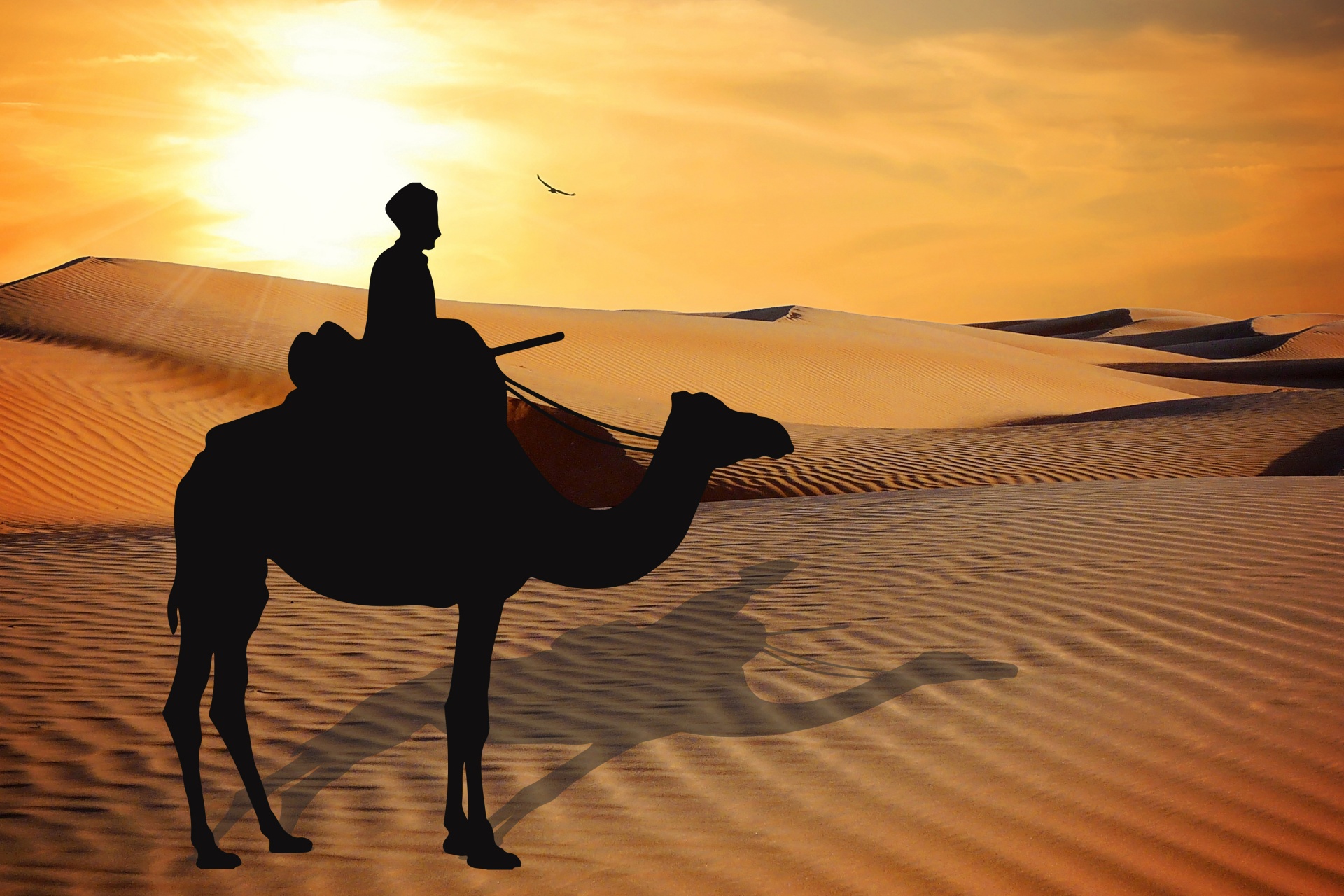 沙漠骆驼日落剪影