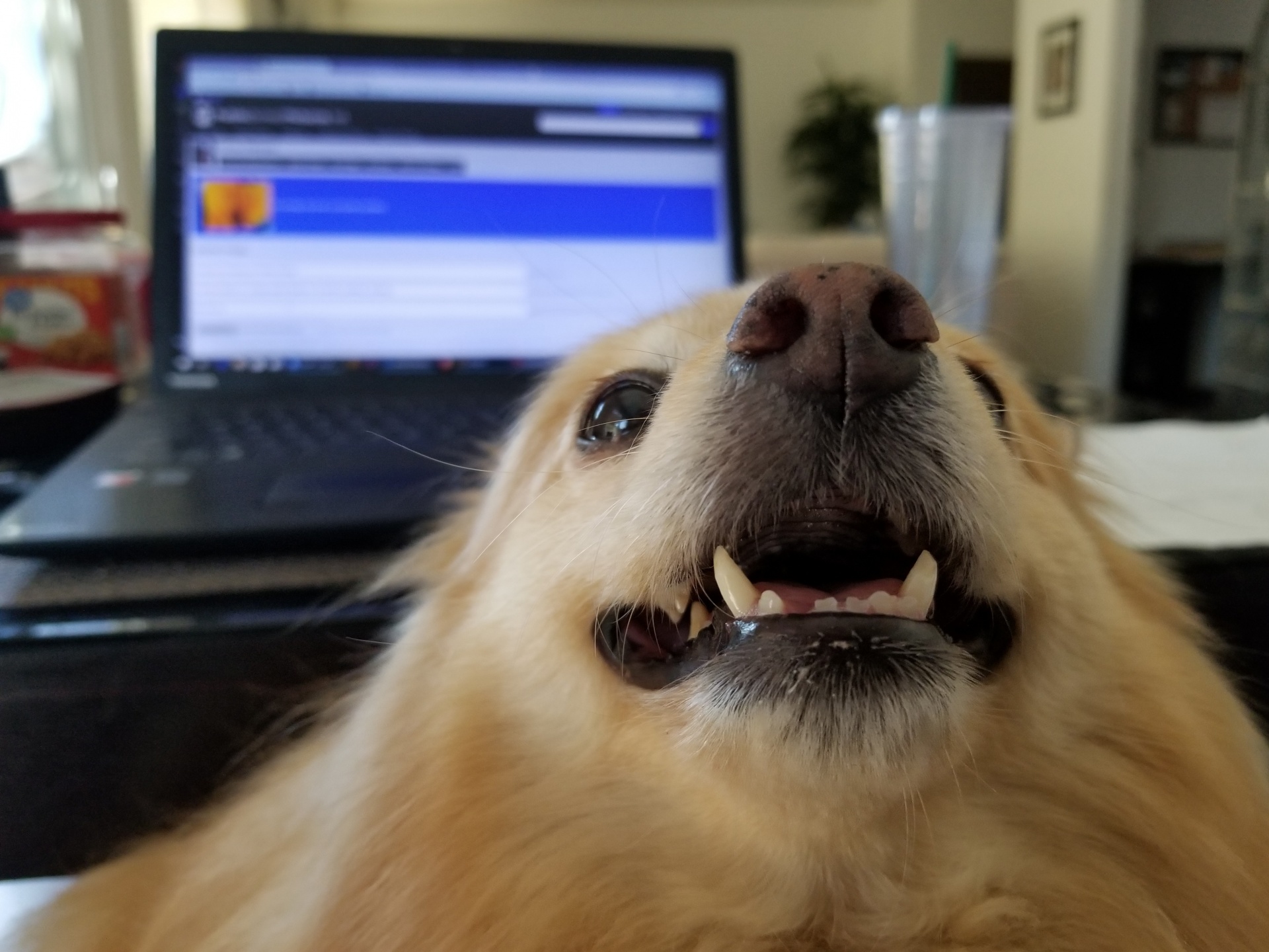dog-and-computer-screen.jpg