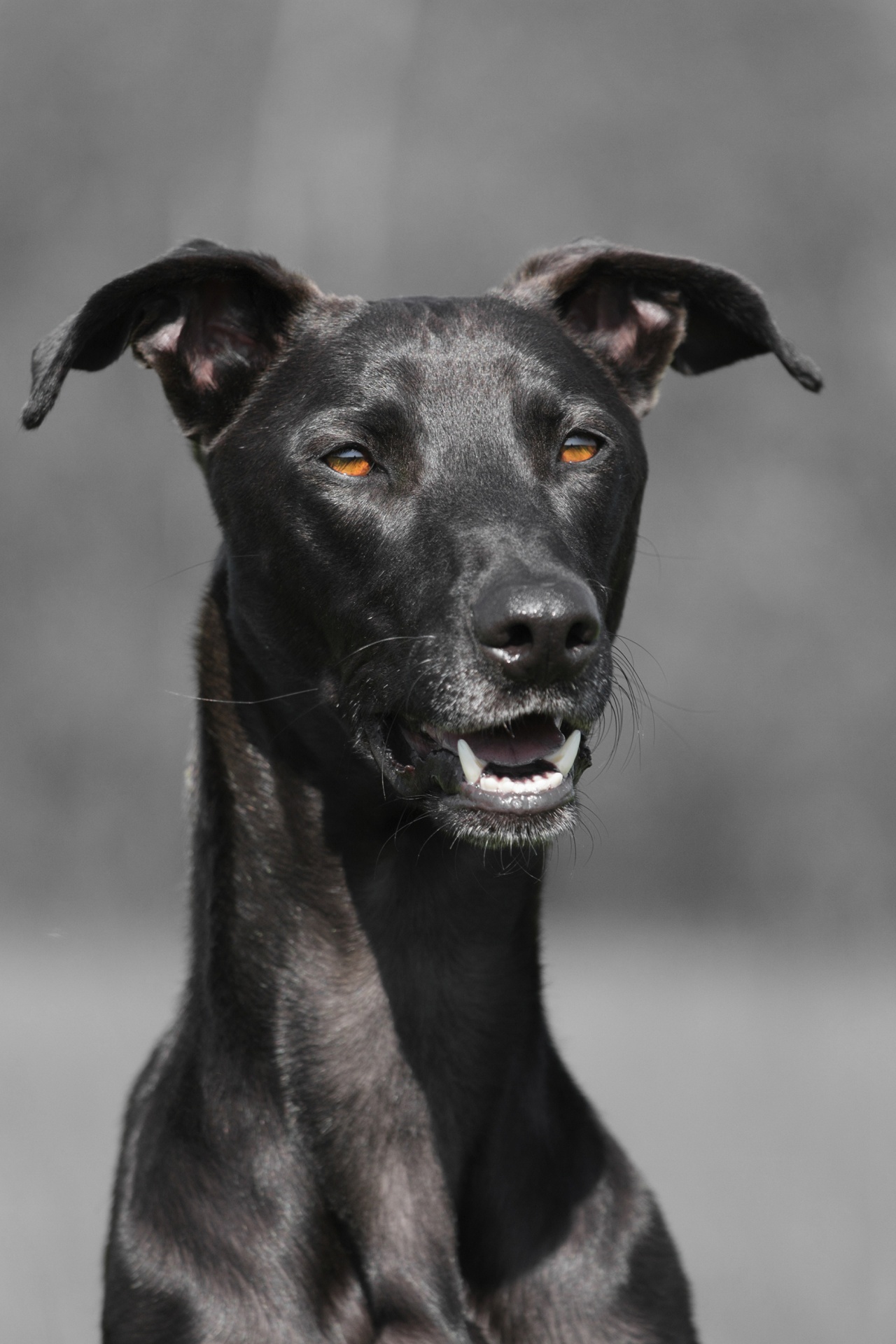 Dog Spanish Greyhound Portrait Free Stock Photo - Public Domain Pictures