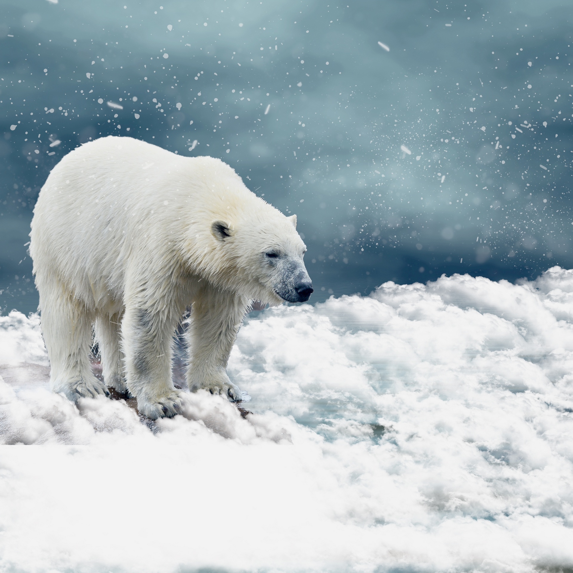 polar-bear-free-stock-photo-public-domain-pictures
