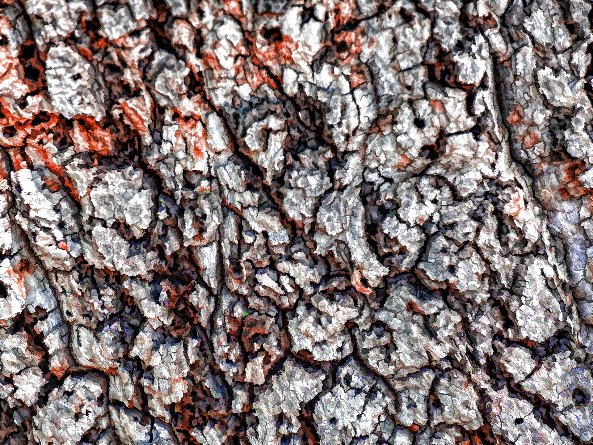 Orange White Textured Tree Bark