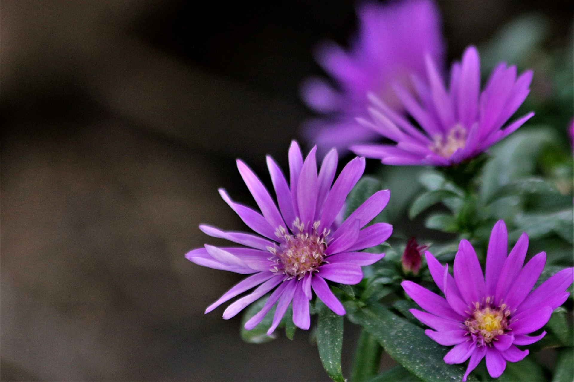 Purple Asters Border Free Stock Photo - Public Domain Pictures