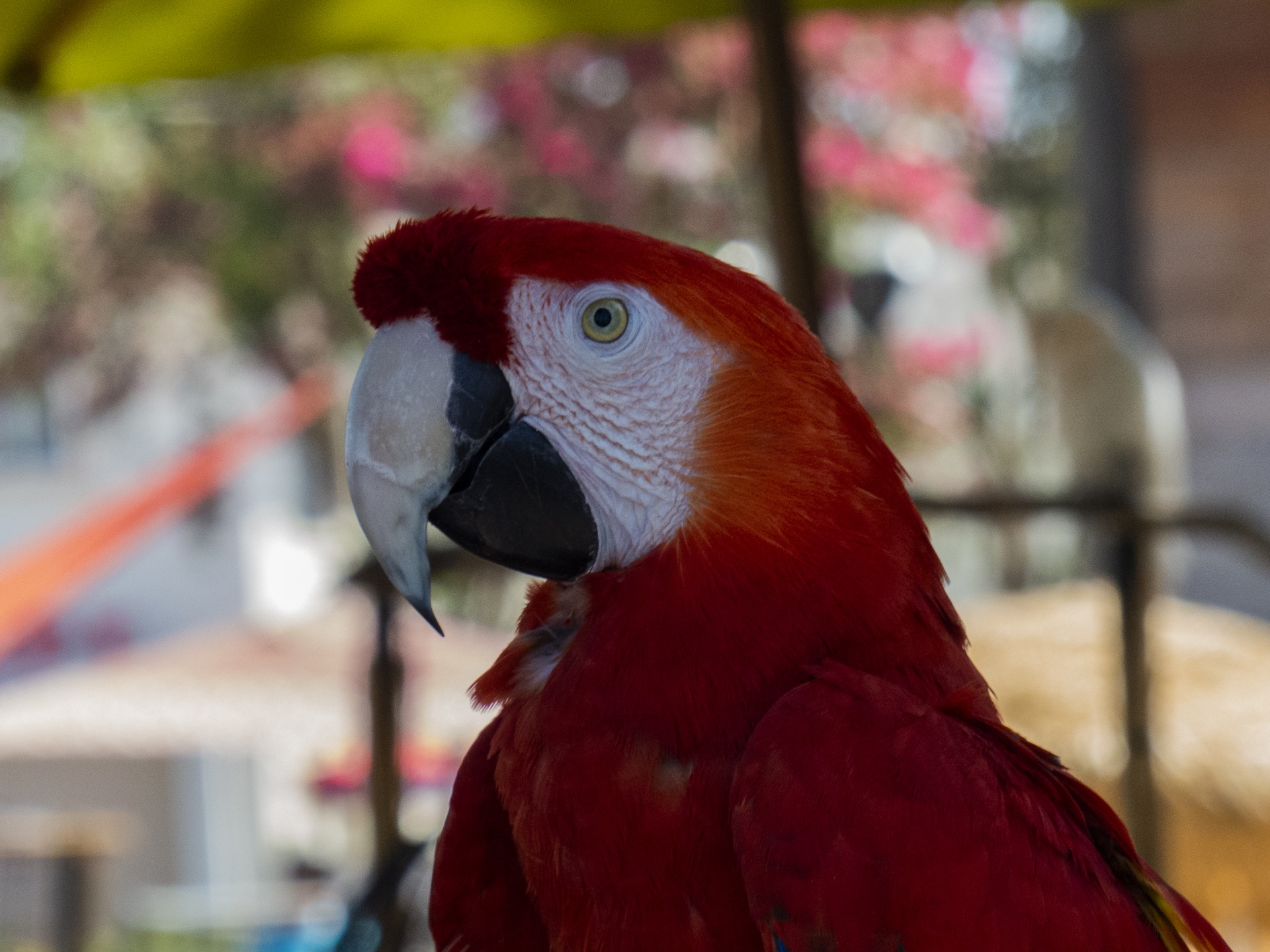 Red Parrot Portrait Free Stock Photo Public Domain Pictures