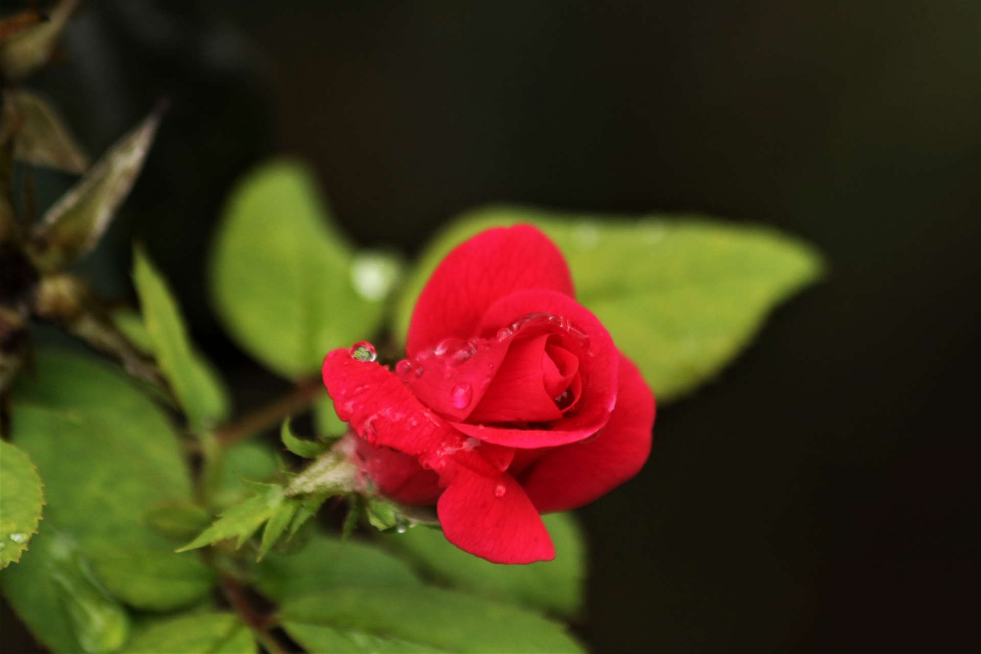 Red Rose Bud And Rain Drops Free Stock Photo Public Domain Pictures