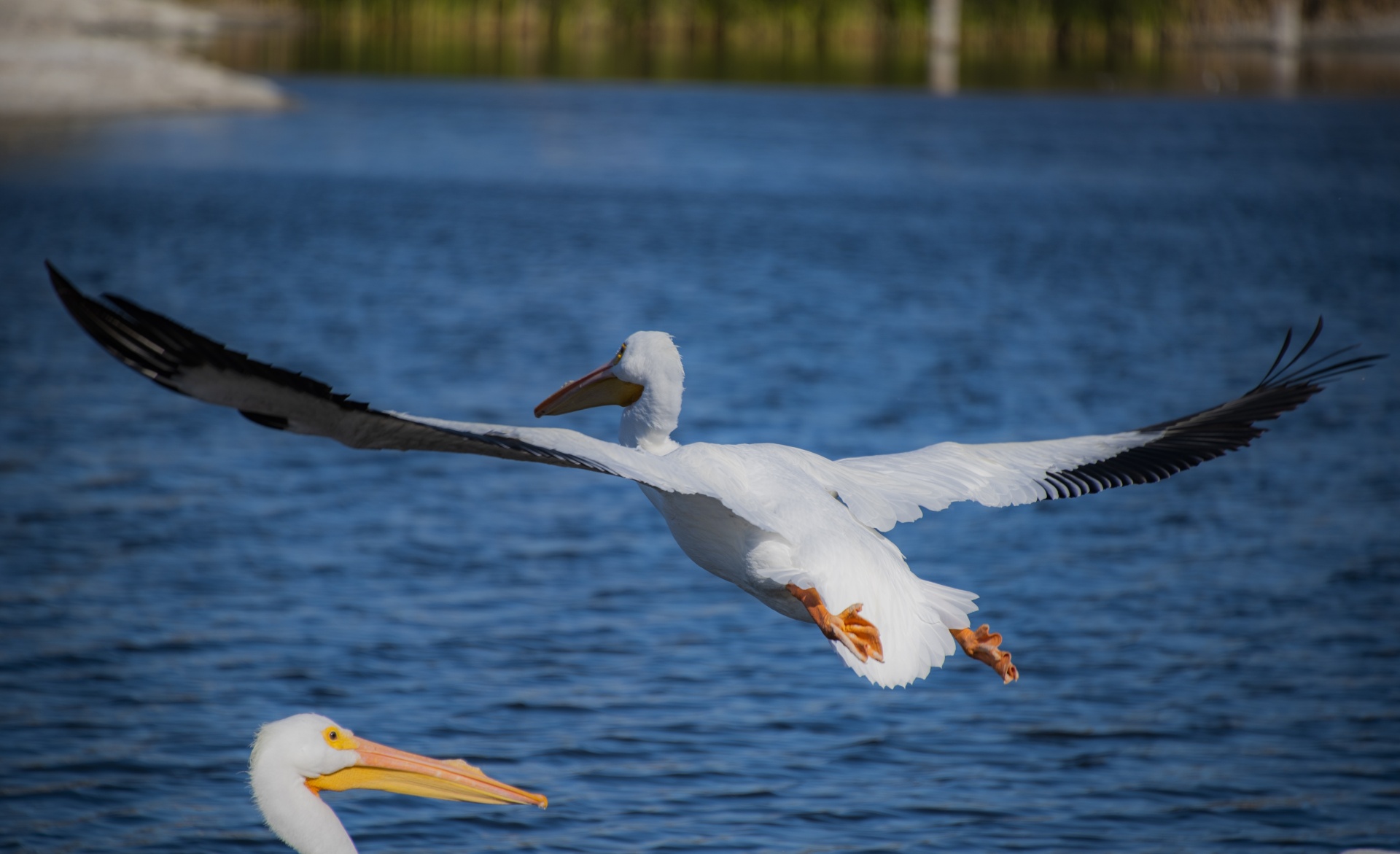 Dois pelicanos brancos