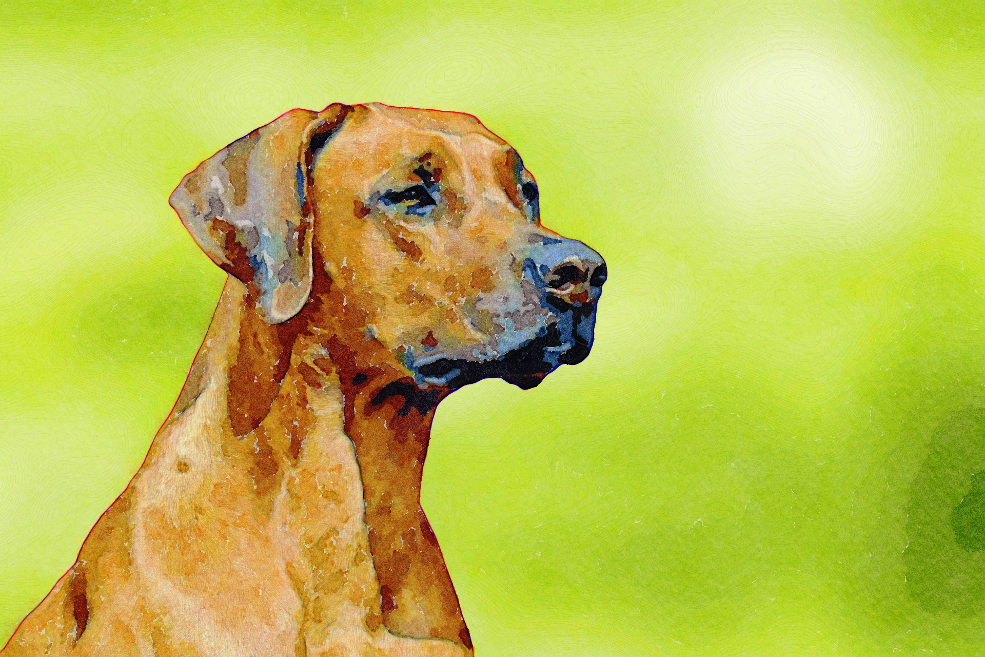 水彩犬rhodesianリッジバック 無料画像 Public Domain Pictures