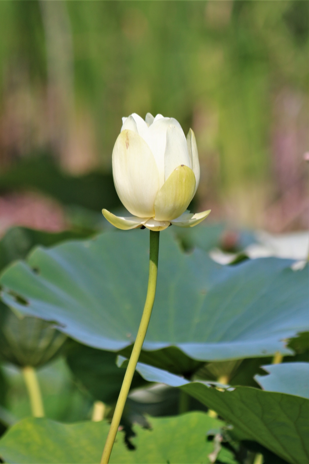 White Lotus Flower Bud