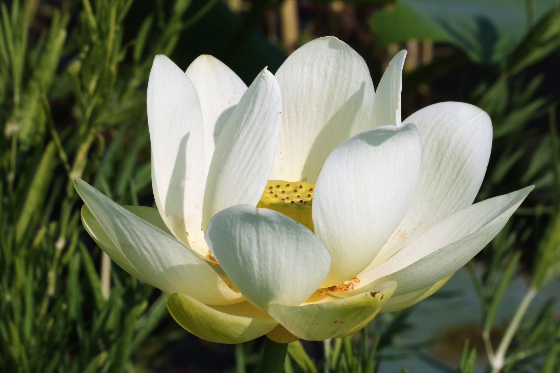 Primo piano del fiore di loto bianco