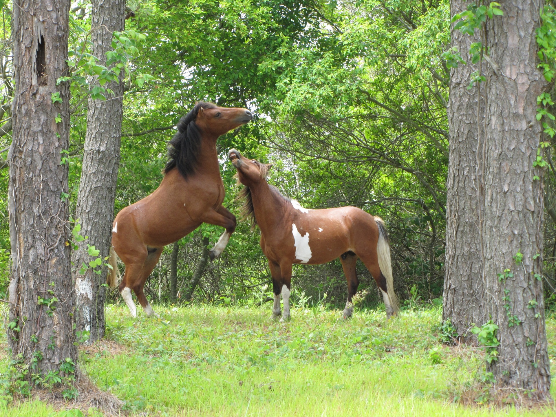 野生の馬 無料画像 Public Domain Pictures