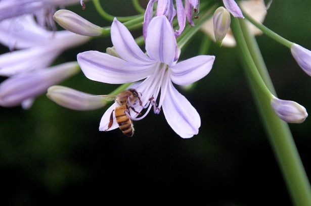 Agapanthus Plant And Bee Free Stock Photo - Public Domain Pictures