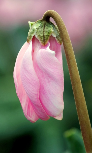 Rosa de flor de cíclame Foto stock gratuita - Public Domain Pictures