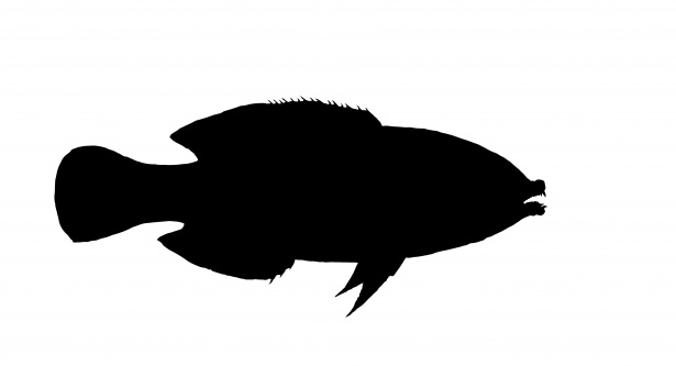 Fish Silhouette Clipart Free Stock Photo - Public Domain Pictures