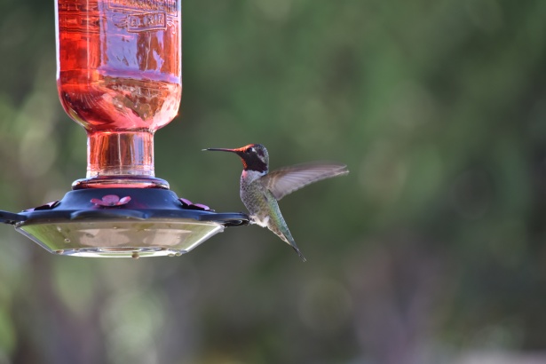 Hummingbird Flying Free Stock Photo - Public Domain Pictures