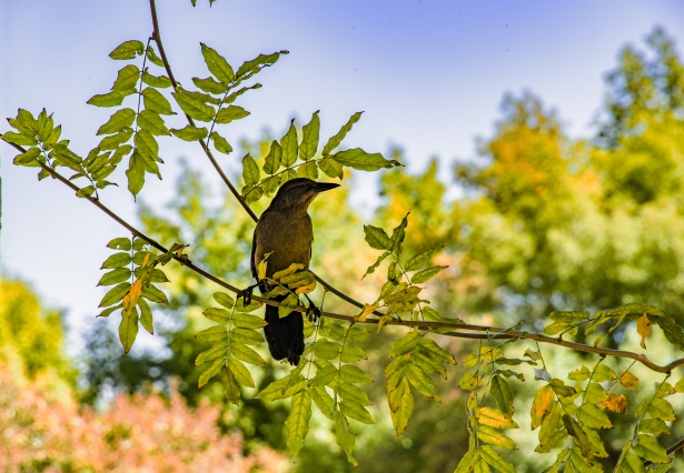 木の大きな茶色の鳥 無料画像 Public Domain Pictures