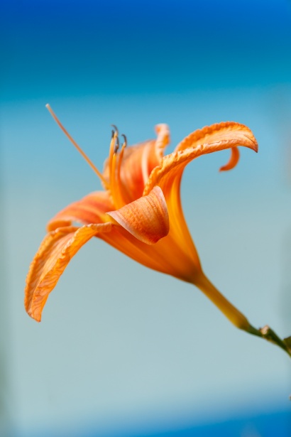Lirio anaranjado Stock de Foto gratis - Public Domain Pictures
