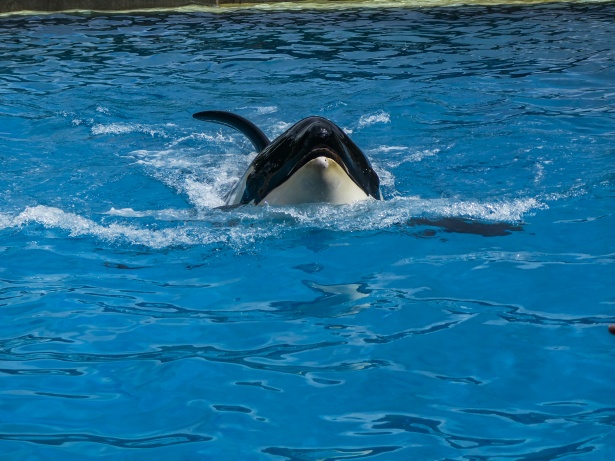 Orca Whale Free Stock Photo - Public Domain Pictures