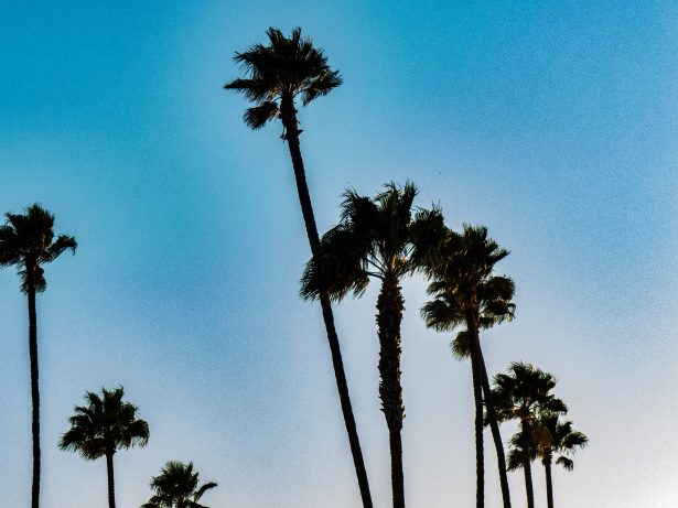 Palm Tree Background Free Stock Photo - Public Domain Pictures