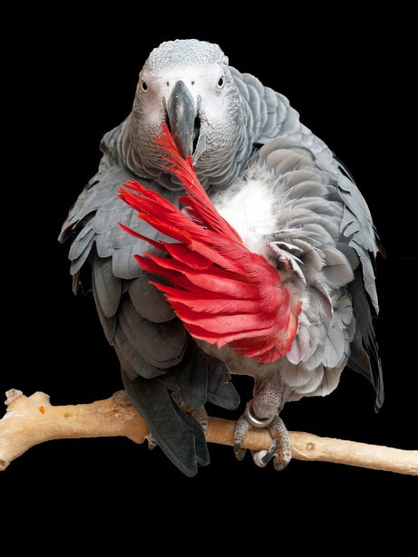 10 Most Beautiful parrots on Earth