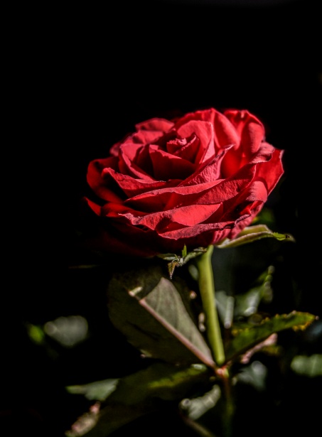 Rosa, flor, rojo, naturaleza, romantico Stock de Foto gratis - Public  Domain Pictures