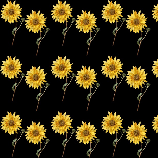 Sunflower Wallpaper Background Free