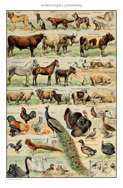 Lámina Animales Vintage Stock de Foto gratis - Public Domain Pictures