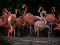Uma exuberância de flamingos