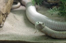 Un serpent blanc en captivité