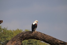 African Fish Eagle Perching