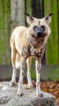 Africký divoký pes