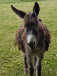 Donkey of Poitou