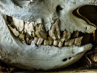 Animal Skull Jawbone