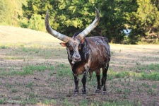 Ankole-Watusi Bull dans le champ