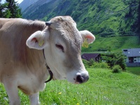 Австрийская корова