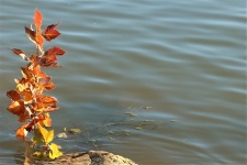 Autumn Leaves And Lake Background
