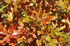 Autumn Oak Leaves Background