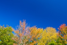 Осенние деревья и голубое небо