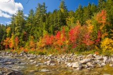 Autumn trees by the river