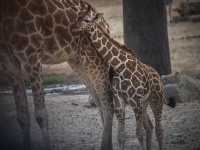 Baby giraffa