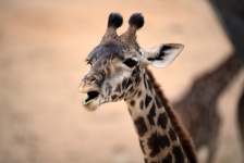 Baby Giraffe с открытым ртом