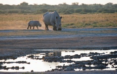 Baby Rhinoceros Following Mother