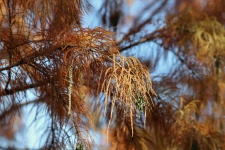 Bald Cypress Tree Branches in Fall