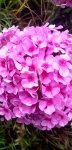 Beautiful Pink Flowers 2